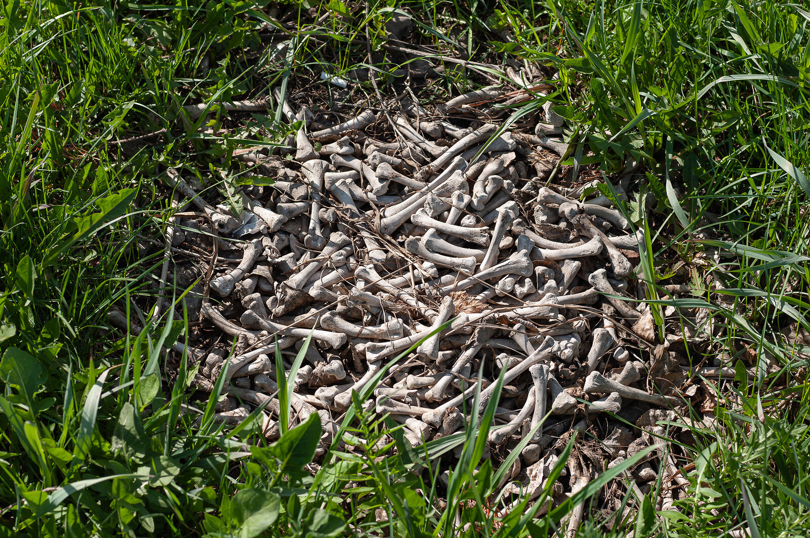 Scattered Bones. Krasnoyarsk